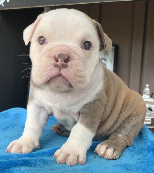 Daisy, a Blue Fawn Female Victorian Bulldog Puppy 652776 | PuppySpot