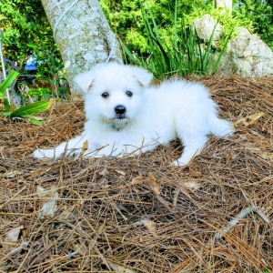 American Eskimo Dog Puppy Ransom