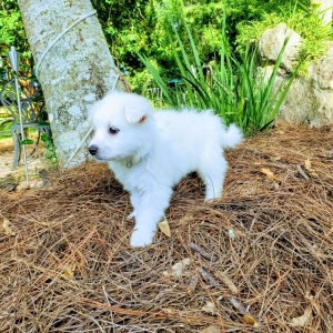 American Eskimo Dog Puppy Ransom