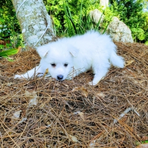 American Eskimo Dog Puppy Ransom