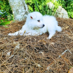 American Eskimo Dog Puppy Ransom