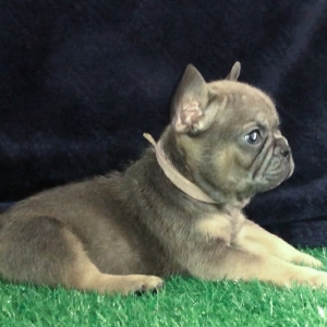 don blue french bulldog