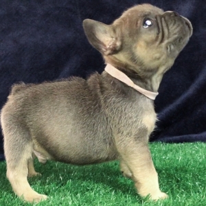 don blue french bulldog