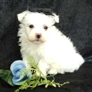 puppyspot maltese