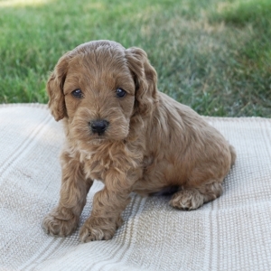 cockapoo 6 weeks old