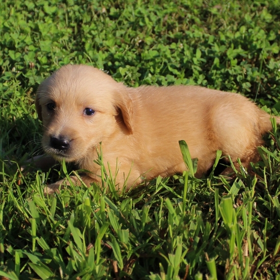 Victoria Golden Retriever Puppy 654356 PuppySpot