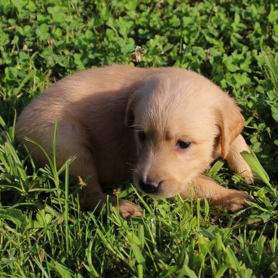Victoria Golden Retriever Puppy 654356 PuppySpot