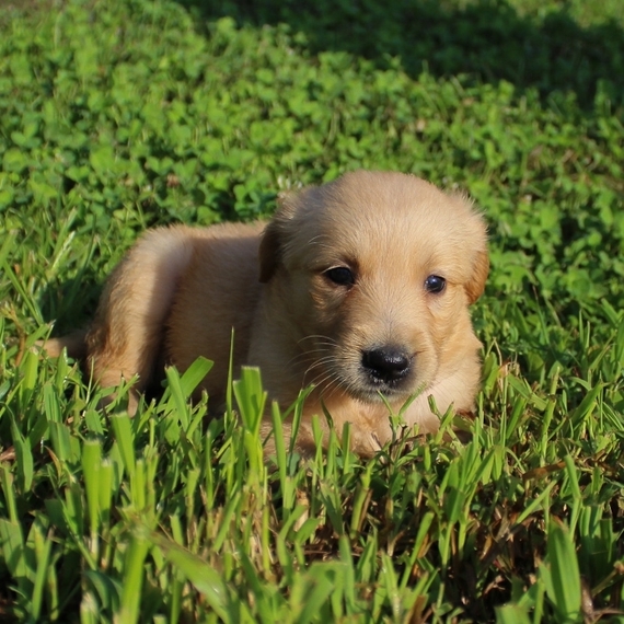 Victoria Golden Retriever Puppy 654356 PuppySpot