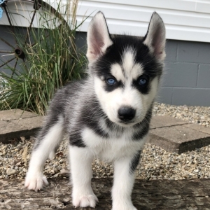 Scottie A Black White Male Siberian Husky Puppy 655536 Puppyspot