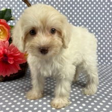 teacup schnoodle for sale