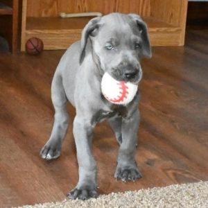 bull dane puppies
