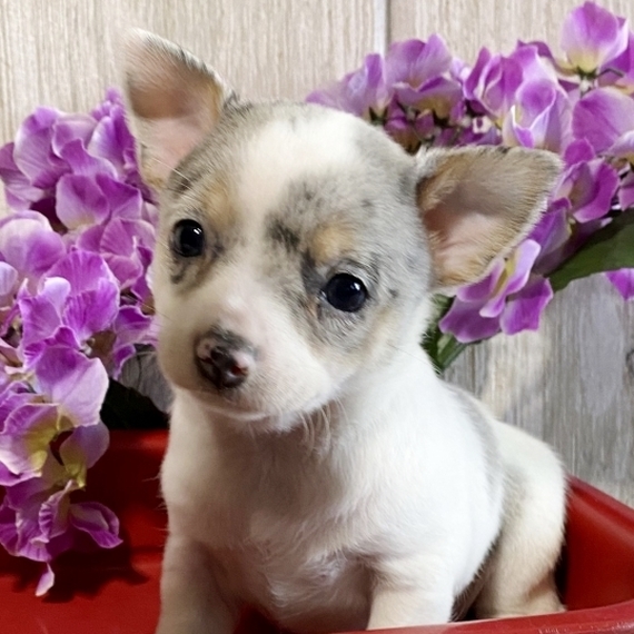 best coprophagia treatment