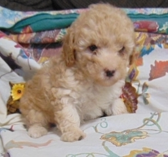 Cinnamon Poodle Puppy 660126 PuppySpot