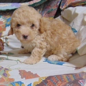 cinnamon poodle puppy