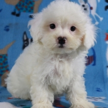 maltipoo kaina