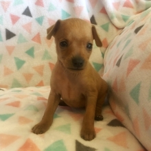 chin pin puppies for sale