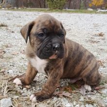 cute boxer puppies for sale