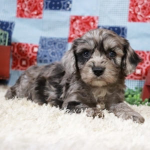 merle cavapoo for sale