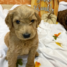 spotted goldendoodle