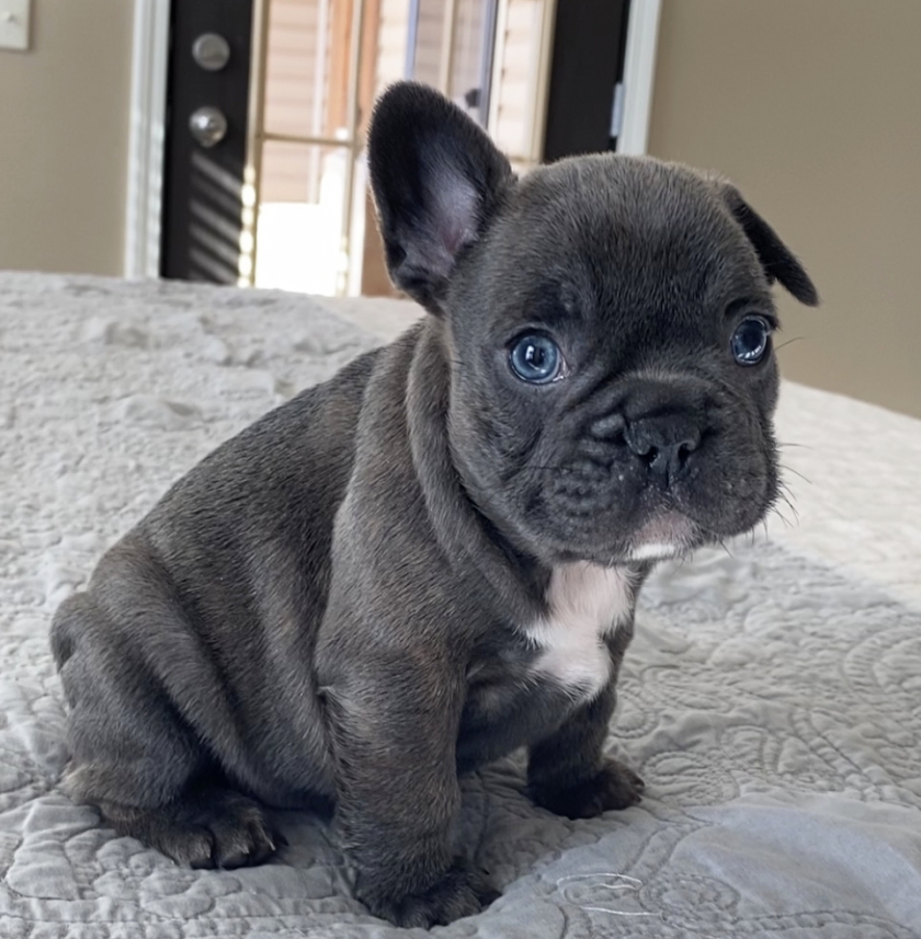Memphis A Blue Brindle Male French Bulldog Puppy 663886 Puppyspot Memphis A Blue Brindle Male French Bulldog Puppy 663886 Puppyspot