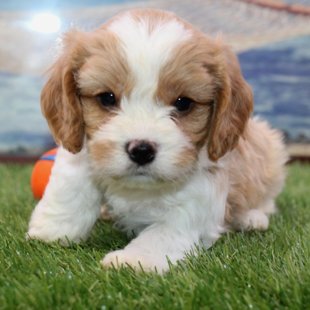 Sammy A Blenheim Male Cavachon Puppy 666356 Puppyspot