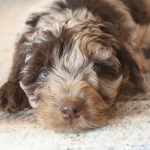 chocolate springerdoodle