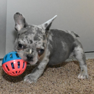 Beaumont A Blue Merle Male French Bulldog Puppy 669176 Puppyspot
