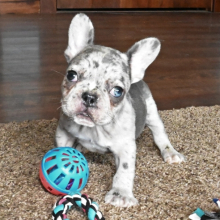 Beaumont A Blue Merle Male French Bulldog Puppy 669176 Puppyspot