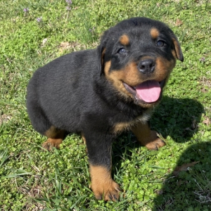 Bellamy A Black Rust Male Rottweiler Puppy 673566 Puppyspot