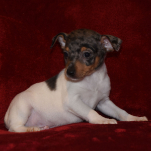 merle rat terrier