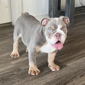 Bulldog Puppy Zues