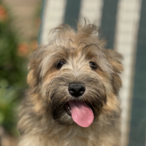 Havanese Puppy Casey