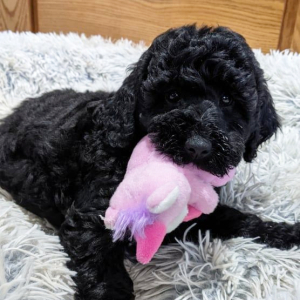 Goldendoodle Puppy Sadie
