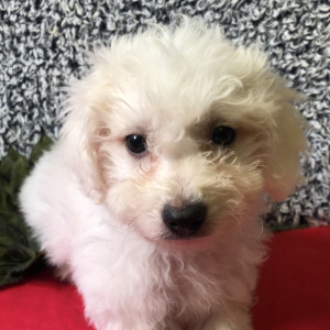 Bichon Frise Puppy Charlie