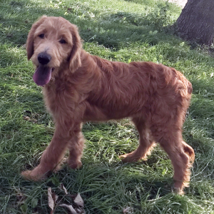 Goldendoodle Puppy Mindy