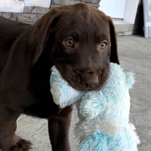 Labrador Retriever Puppy Becky