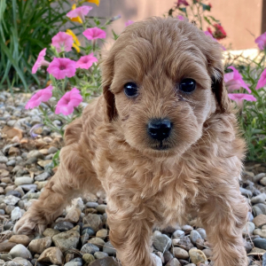 Goldendoodle Puppy Windi