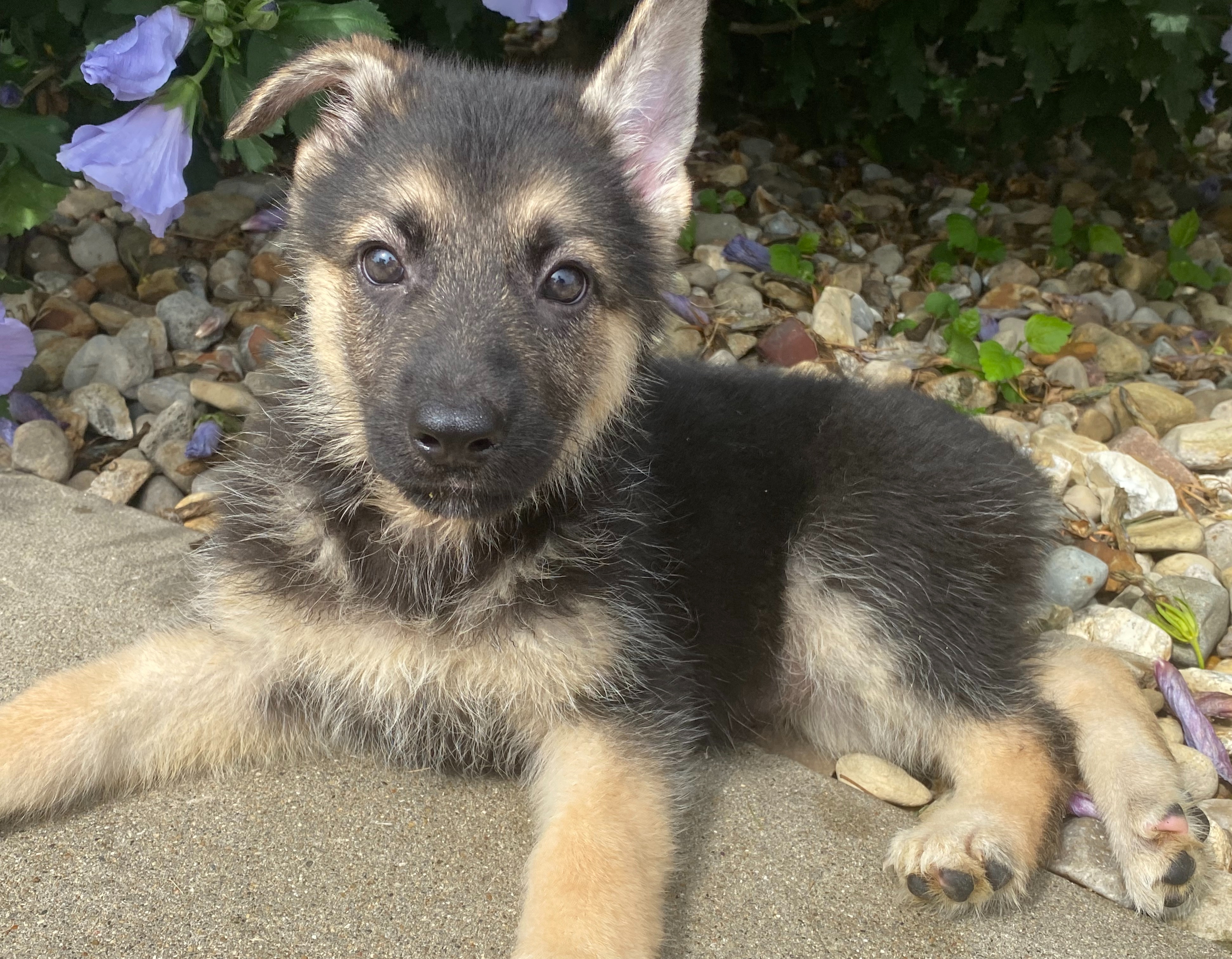 Bonni A Black Tan Female German Shepherd Dog Puppy 679756 Puppyspot