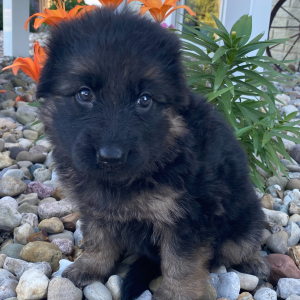 German Shepherd Dog Puppy Allison