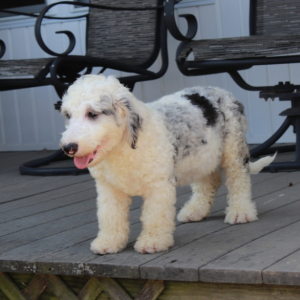 Sheepadoodle Puppy Drew