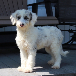 Sheepadoodle Puppy Wendy