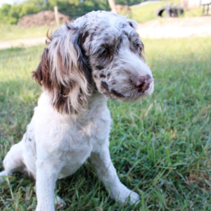 Cockapoo Puppy Arthur