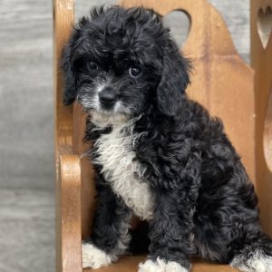 Cavapoo Puppy Fabio