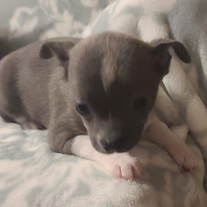 Chihuahua Puppy Joey