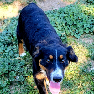 Australian Shepherd Puppy Oreo