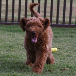 Labradoodle Puppy Rio