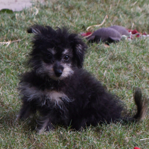 Sheltidoodle Puppy Piper