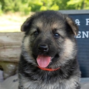 German Shepherd Dog Puppy Elena