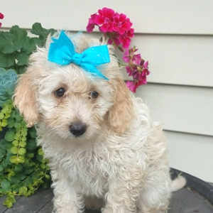 Goldendoodle Puppy Lexi