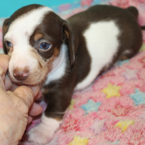 Dachshund Puppy Coco